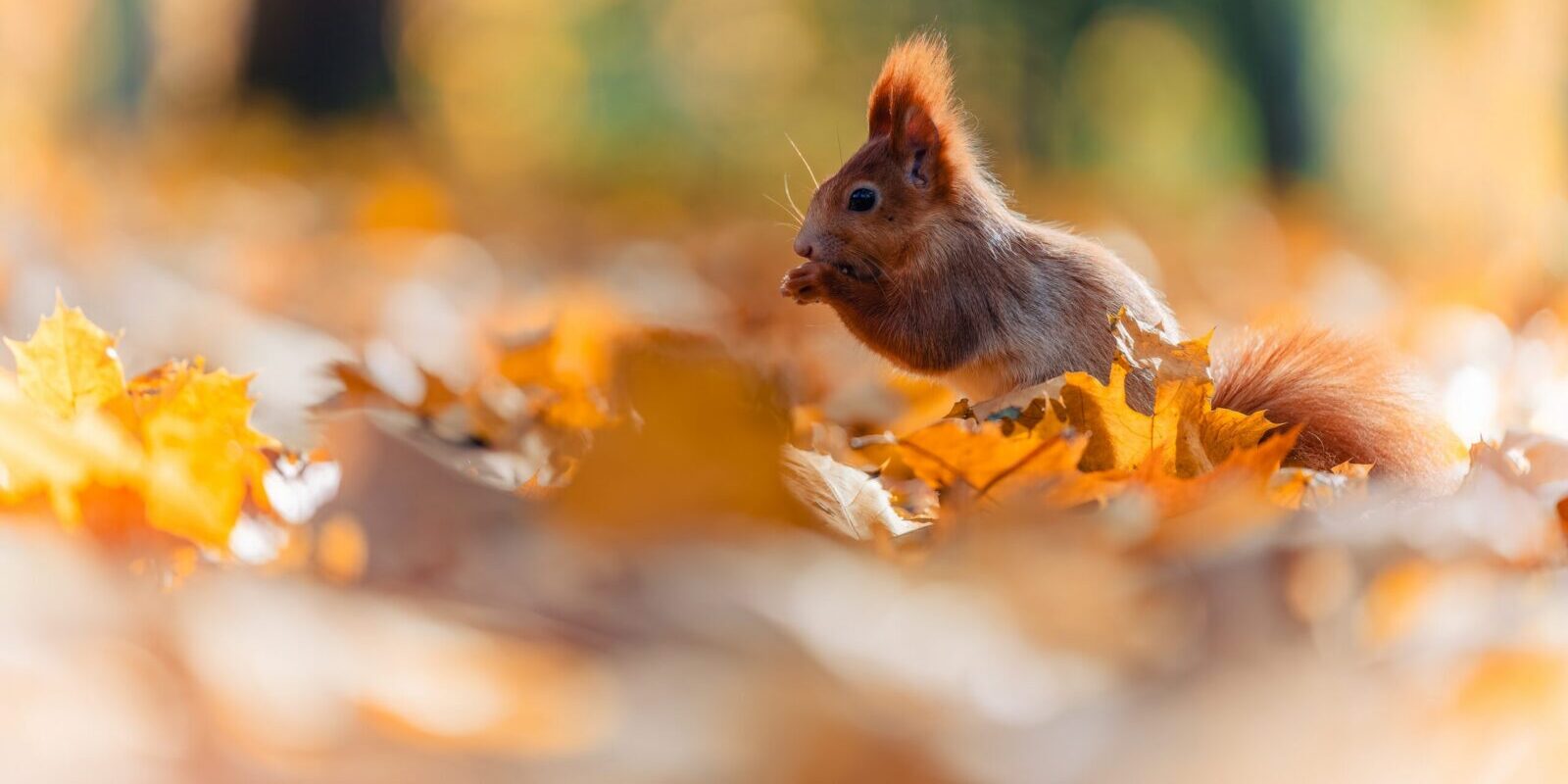Herfstvakantie